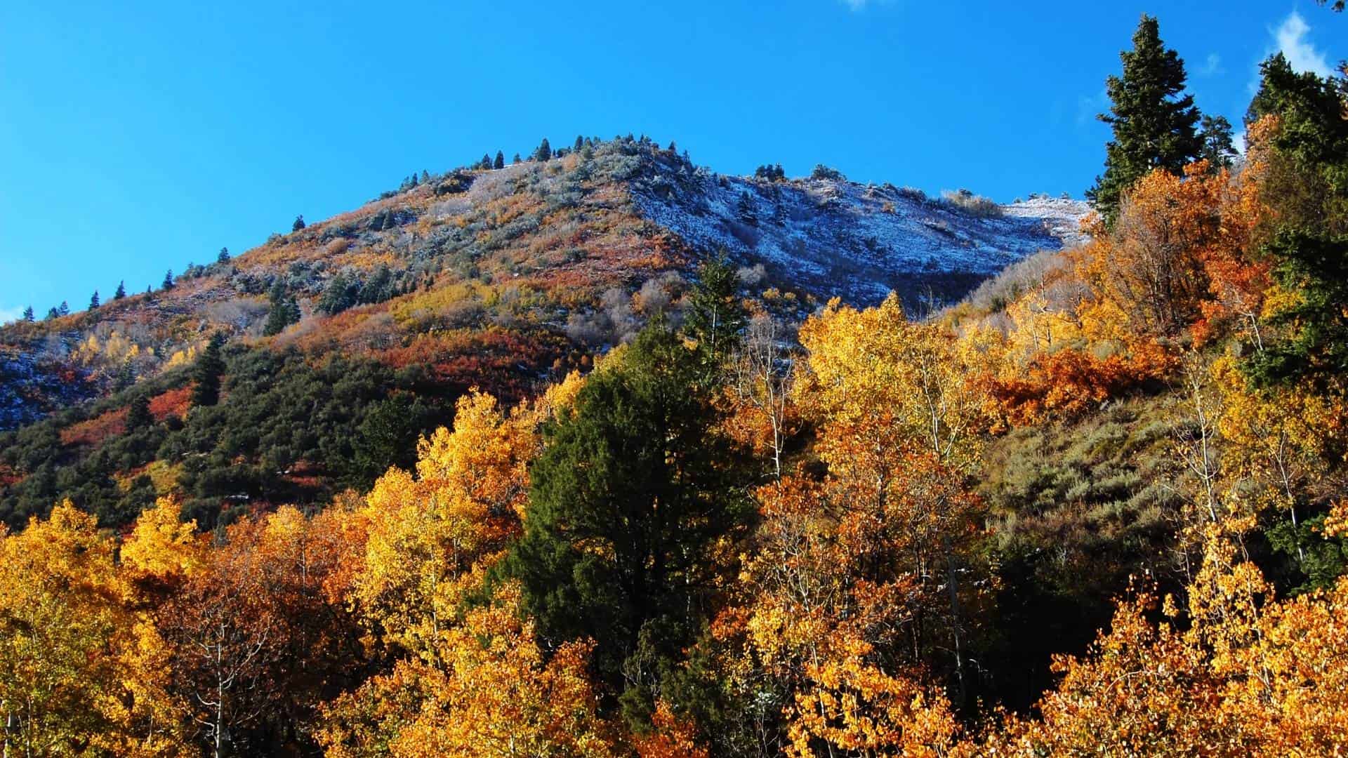 Fall in Utah 10 Places to Enjoy Utah Fall Colors in 2022