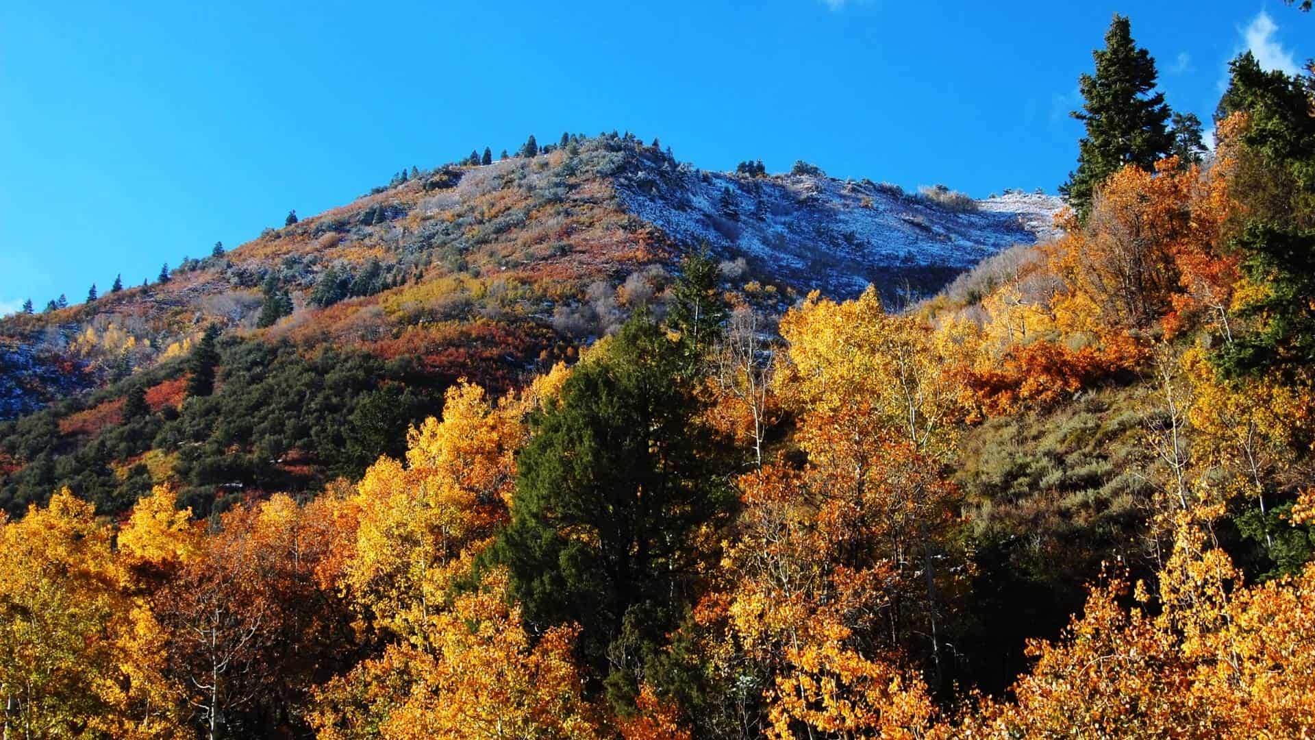 Fall Colors In Utah 2024 Myrna Trescha