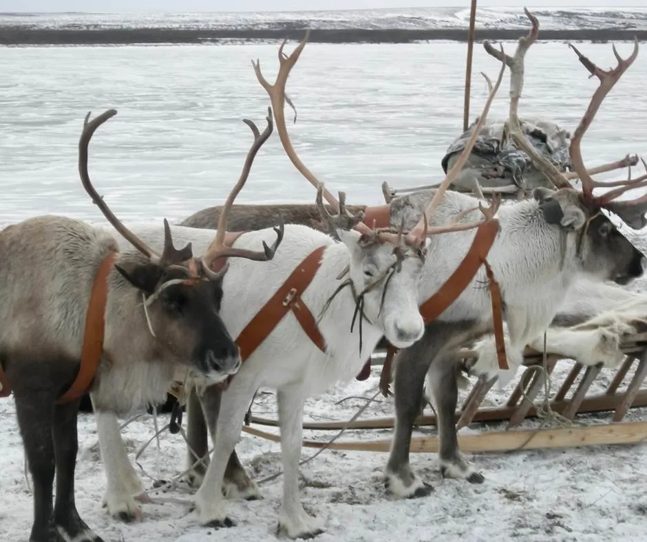 Reindeer at the Alaska Zoo