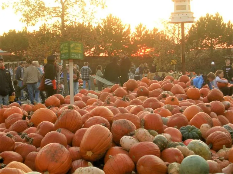 Bengston's Pumpkin Farm is one of the best Pumpkin Patches in Chicago