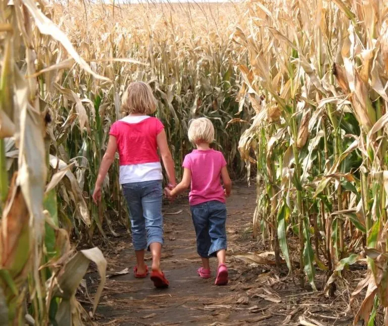 Siegels is one of the best pumpkin patches in Chicago metro