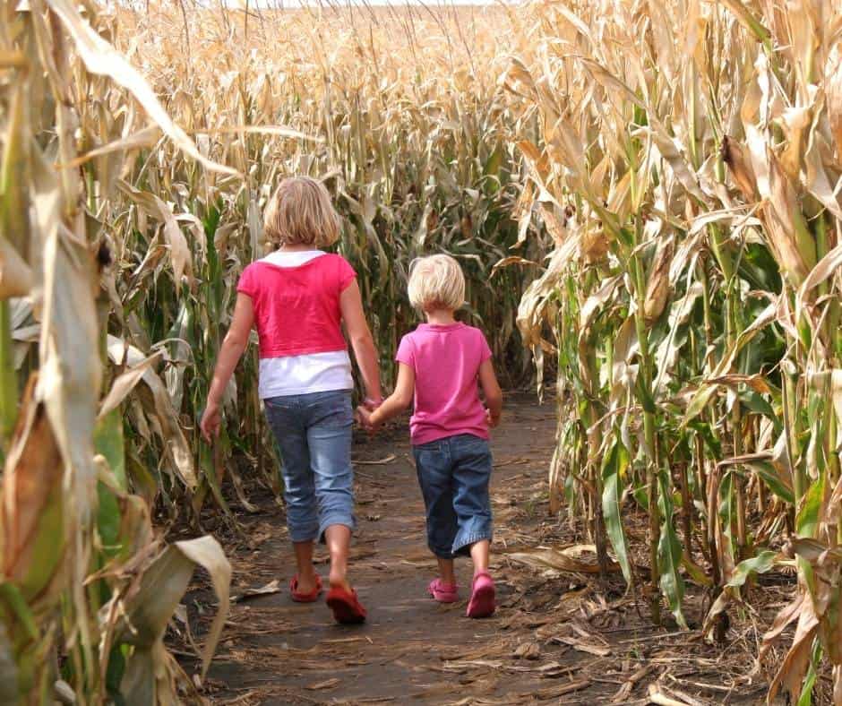 Corn Mazes are fun to enjoy at Pumpkin Patches in Utah