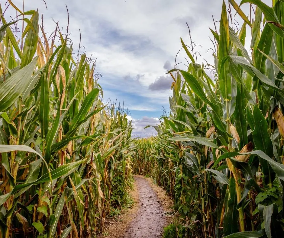 Corn mazes are popular at pumpkin patches in Utah