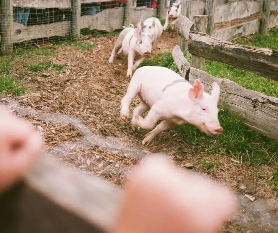 Cross E Ranch in Salt Lake City has pig races