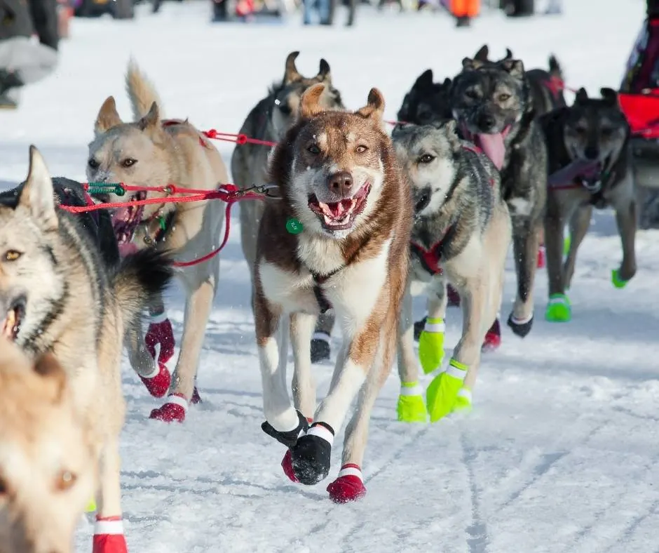 The Iditarod has a ceremonial bieginning in Anchorage