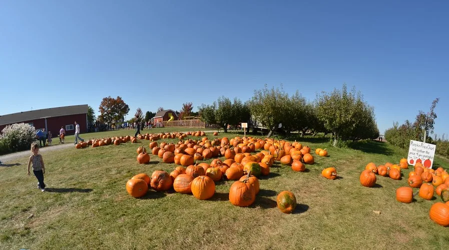 Jonamac Orchard has a fun pumpkin patch near Chicago