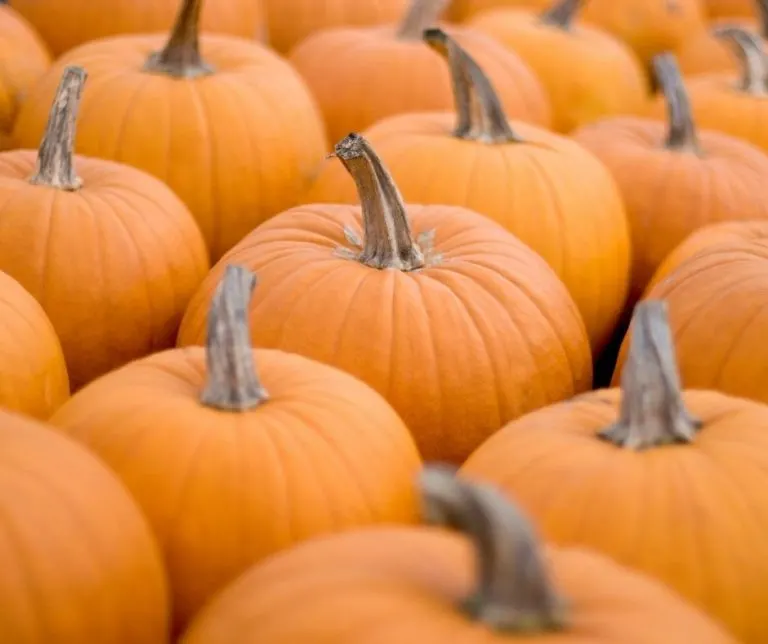 There are lots of pumpkins to choose from at Pumpkin Corral