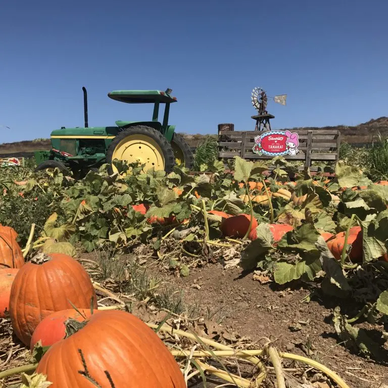 Tanaka Farms is one of the best pumpkin patches in Orange County
