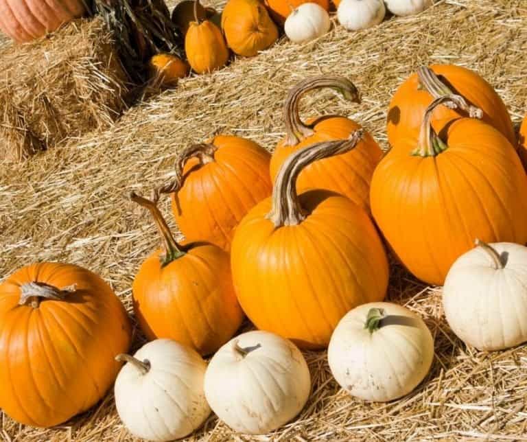 There are a wide variety of pumpkins to choose from at Enchanted Country Pumpkins