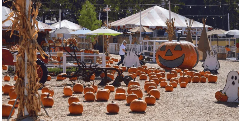 Pumpkin City is one of the most popular pumpkin [atches in Orange County
