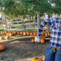 11 Awesome Pumpkin Patches in Austin, Texas