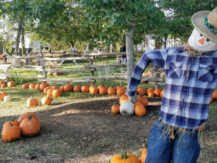 11 Awesome Pumpkin Patches in Austin, Texas