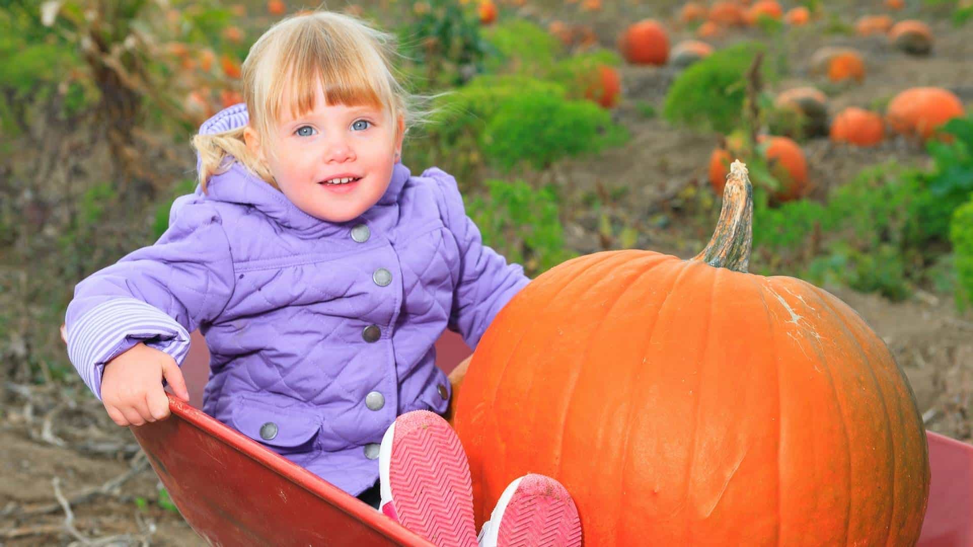 8 Great Pumpkin Patches in Orange County for 2022