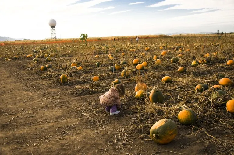 One of the best pumpkin patches in Utah is at Pack Farms