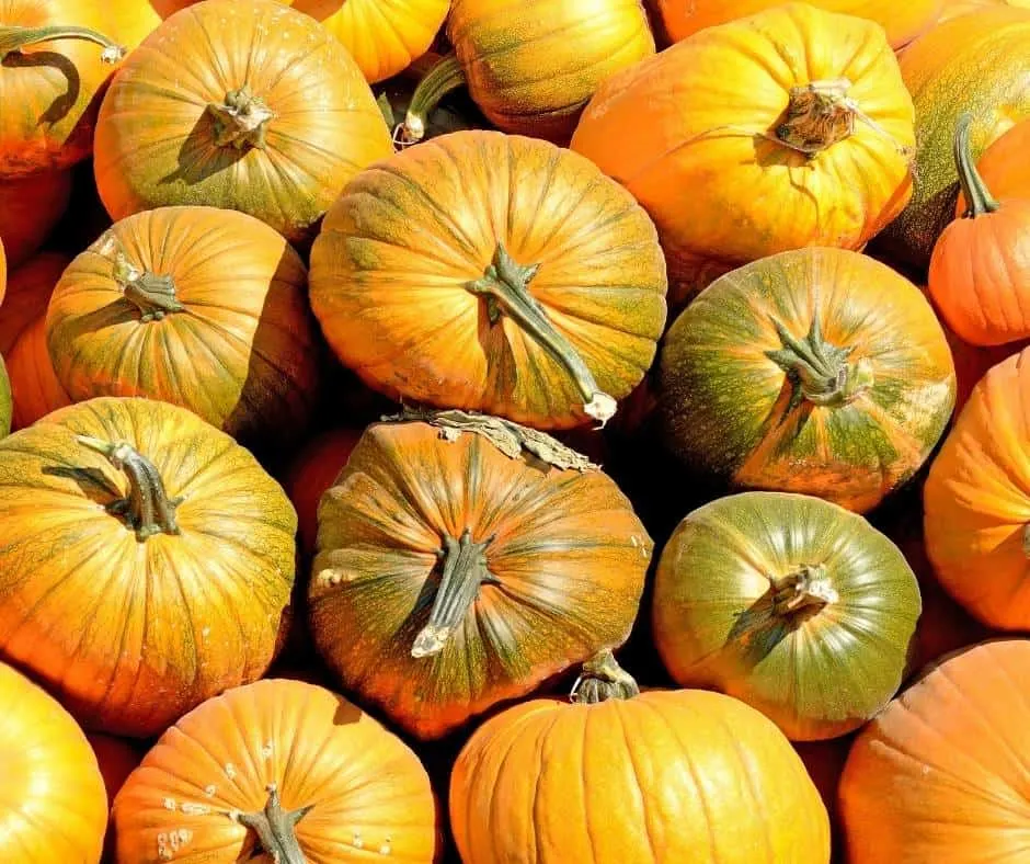 Staheli Family Farms has a popular pumpkin patch in Southern Utah