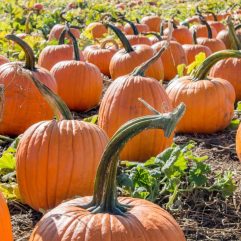 10 Terrific Pumpkin Patches in Chicago