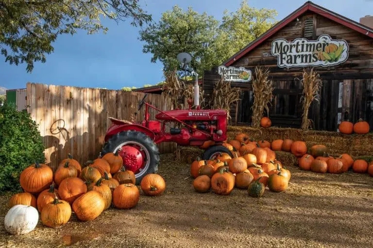 Mortimer Farms Pumpkin Patch