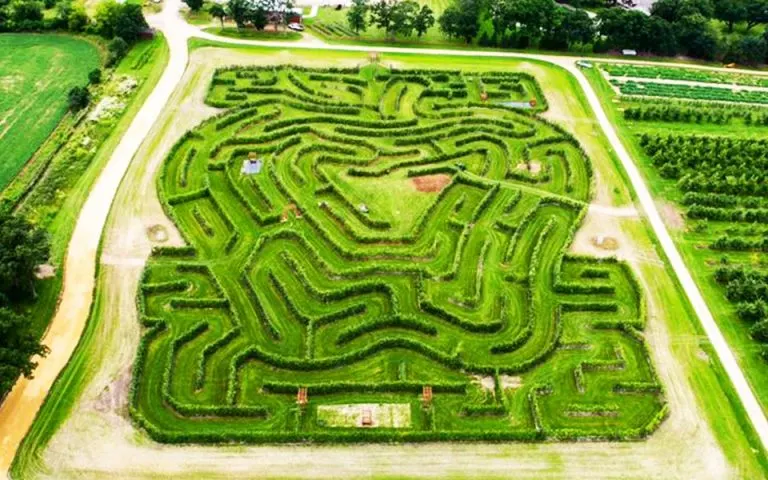 Apple tree maze at Royal Oaks Apple Orchard