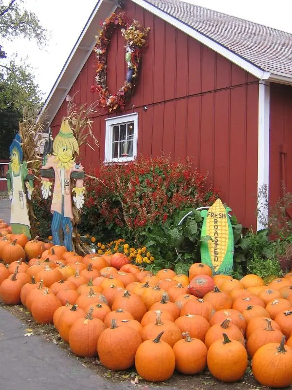 Sonny Acres Farm in Chicago pumpkin patch