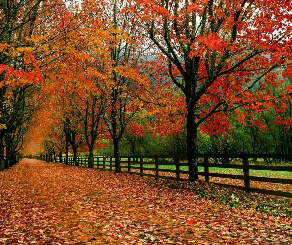 Rockwood Farms is one of the best places to enjoy fall colors in Washington state.