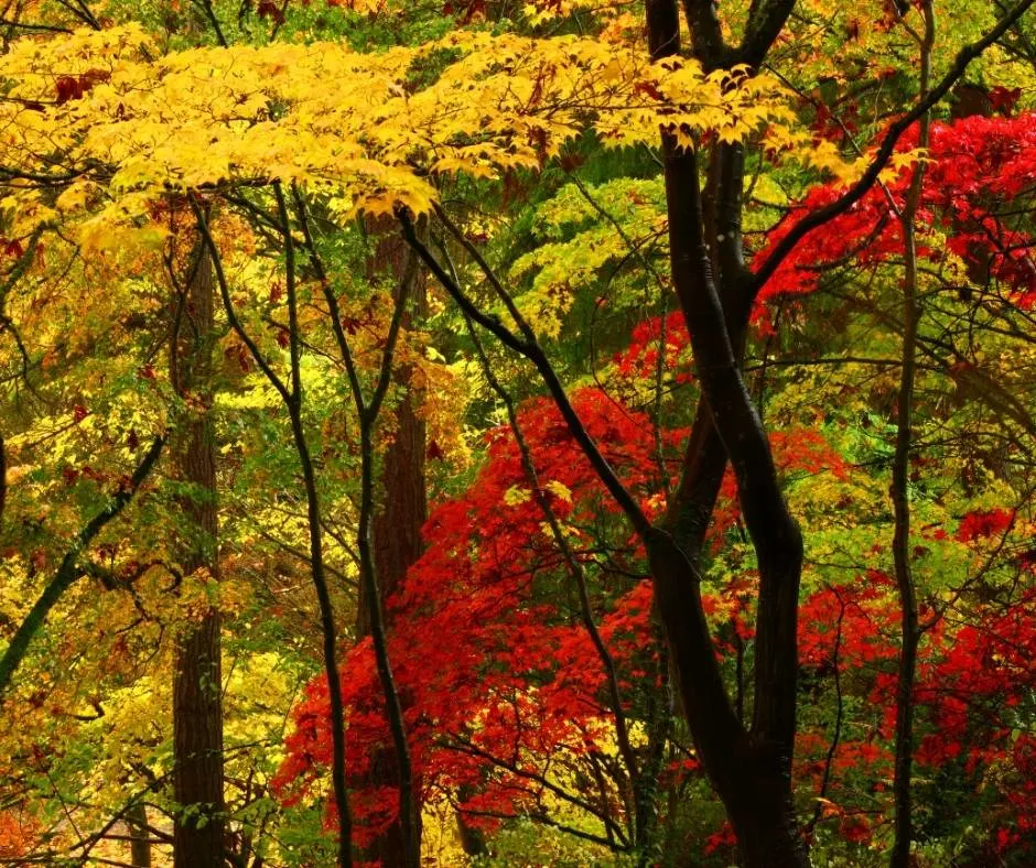 Fall colors in Washington Park Arboretum in Seattle