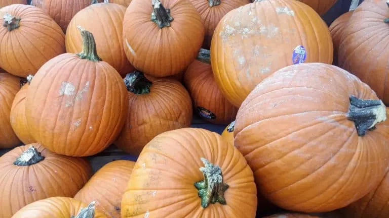 Great Pumpkin Patches In Colorado Denver Metro Beyond