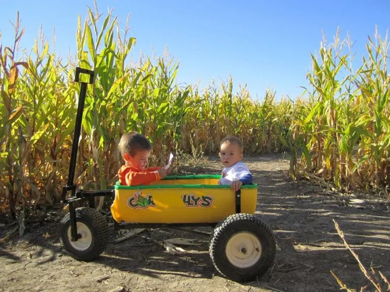 Cornbelly's Pumpkin Patch at Thanksgiving Point