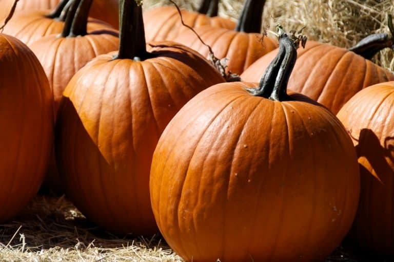 The Best Pumpkin Patches in Arizona include MacDonald's Ranch