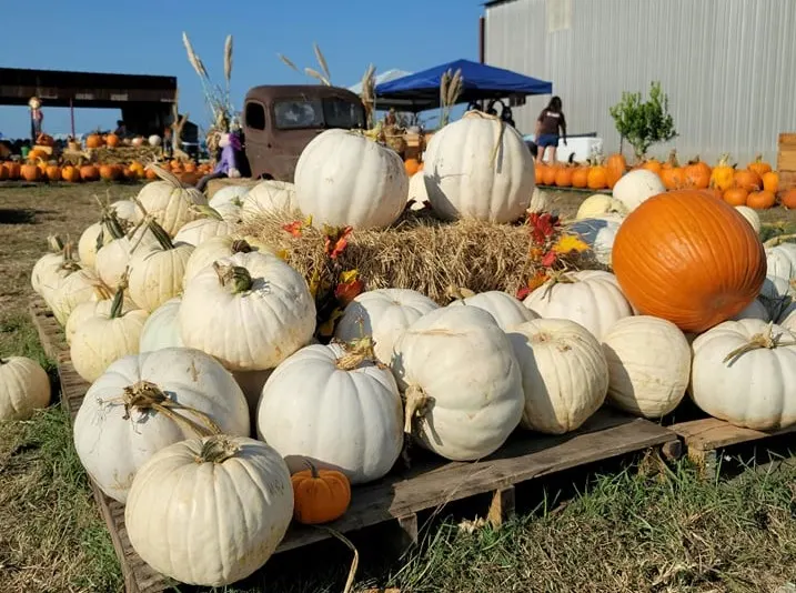 Mam Mary's Farm Pumpkin Patch in Austin