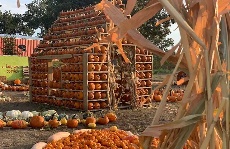 Sweet Eats Fruit Farm  is one of the best Pumpkin Patches near Austin