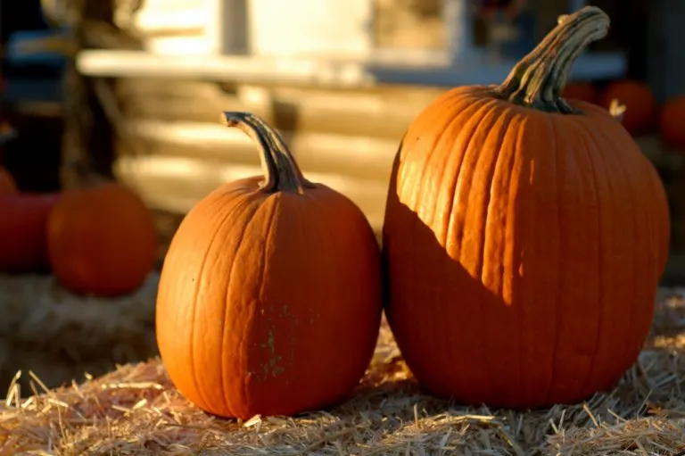 Halloween Town Pumpkin Patch