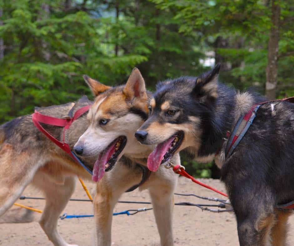 Sled dog tours are some of the best things to do in Anchorage with kids