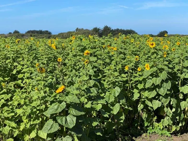 Sunflowers at Andreotti Family Farms