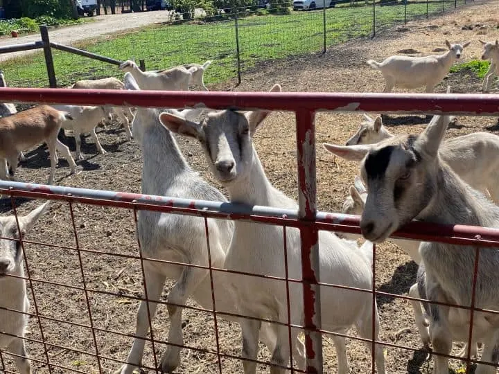 Harley Goat Farm in Half Moon Bay