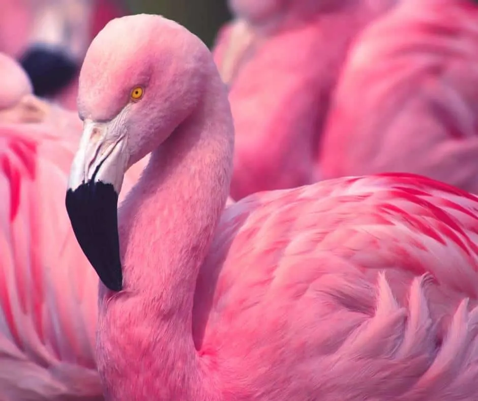 Flamingo Wildlife Habitat in Las Vegas