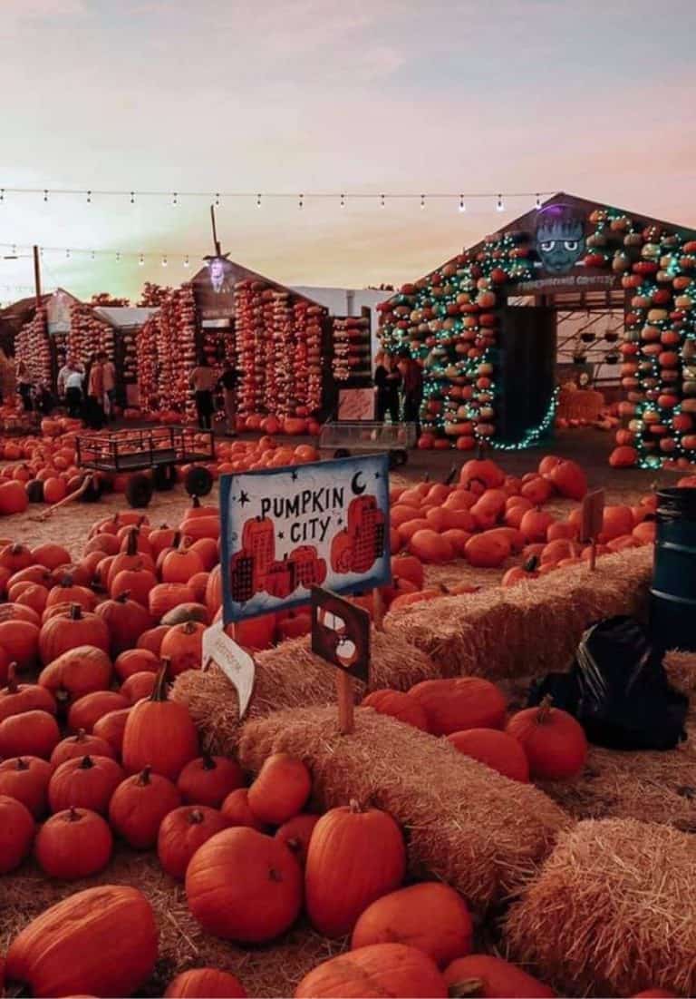 One of the best pumpkin patches in Utah is Kuwahara's