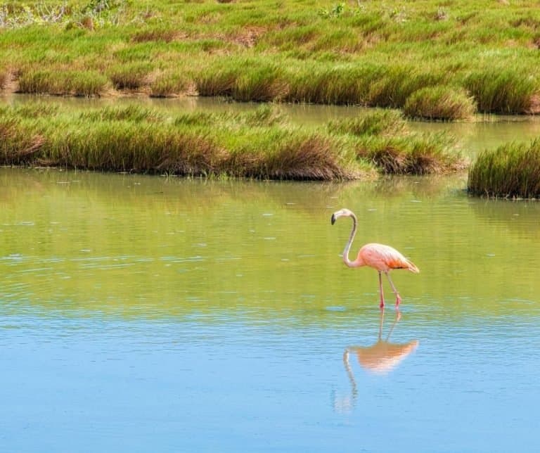 Flamingo Turks and Caicos