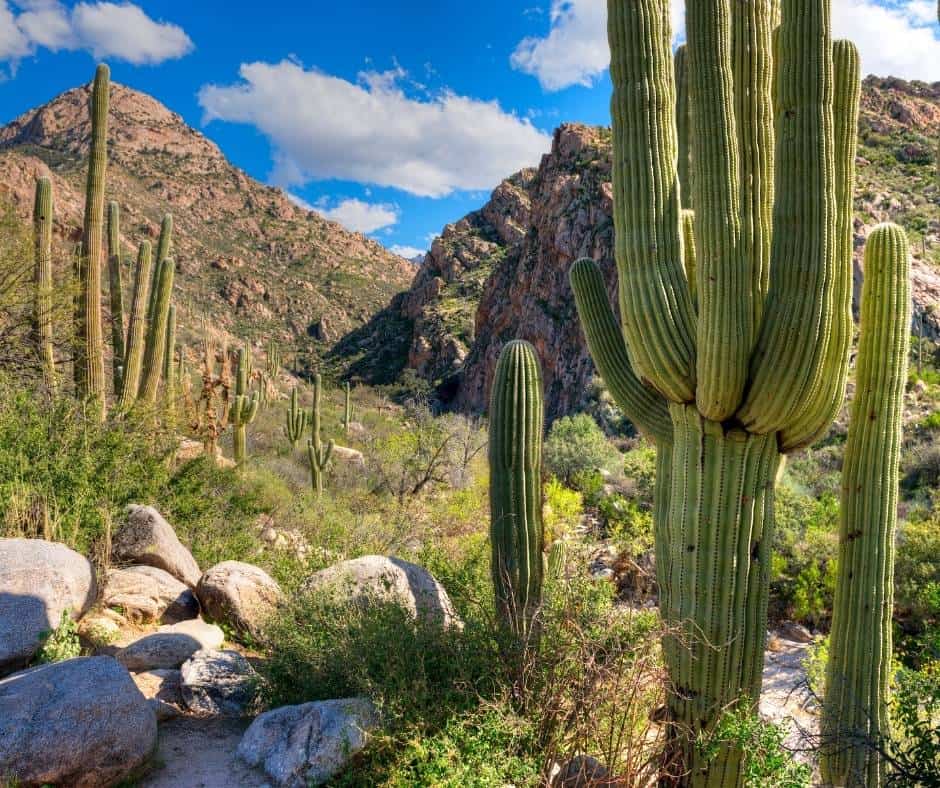 Tucson is a great warm winter vacation destination for families. 