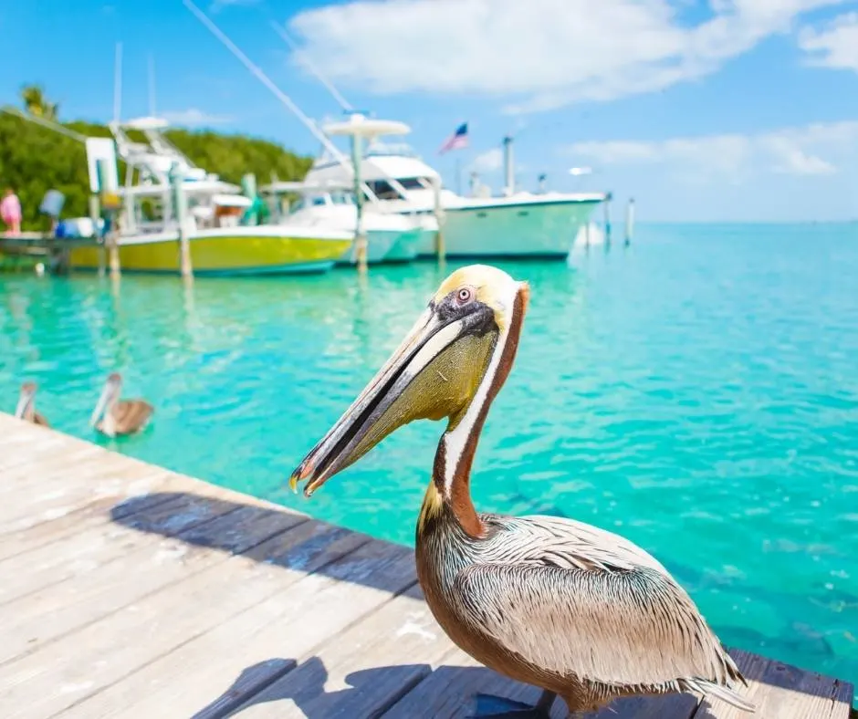 Brown pelican in the Florida Keys