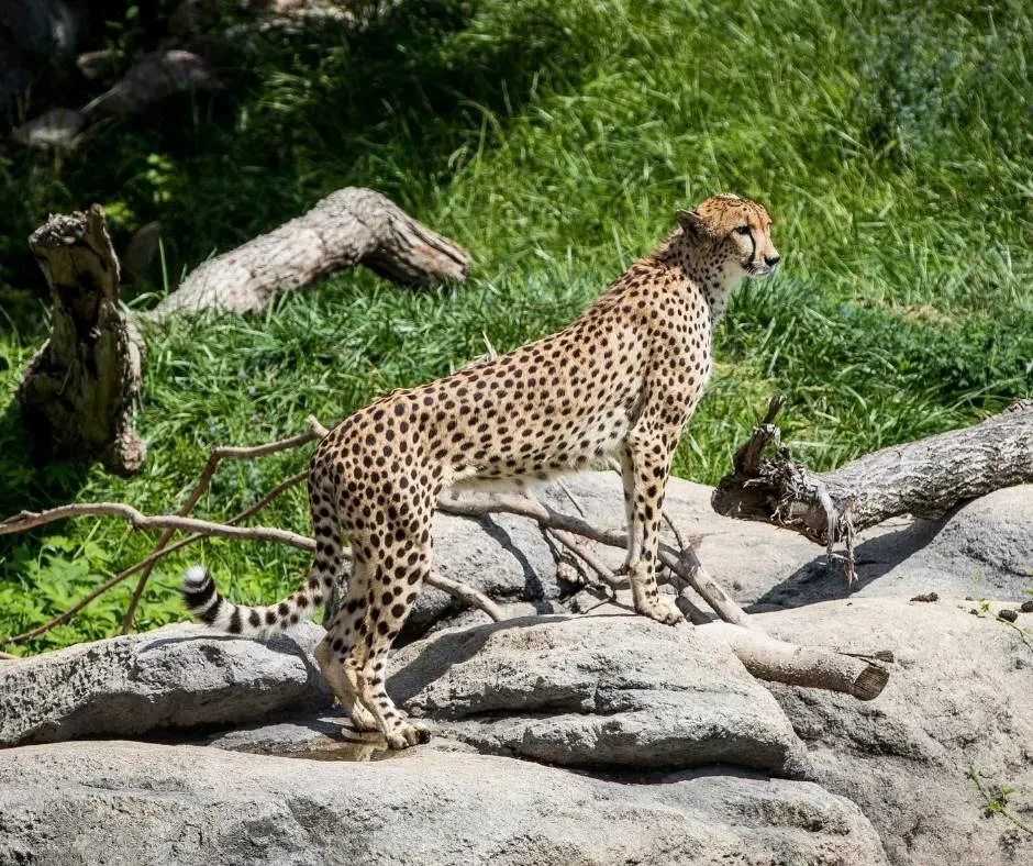 things to do in Omaha with kids include visiting the Henry Doorly Zoo
