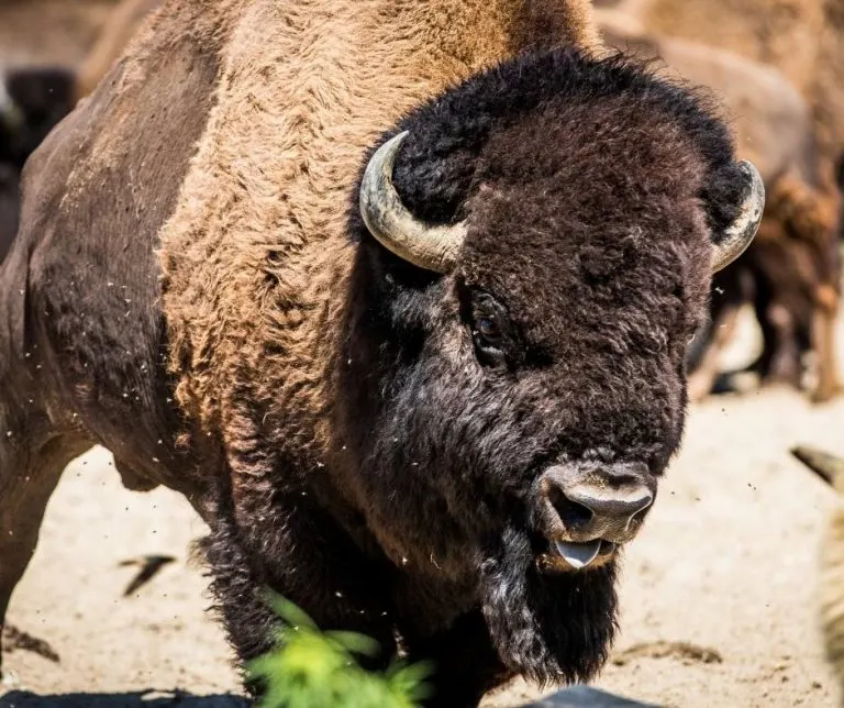 Bison