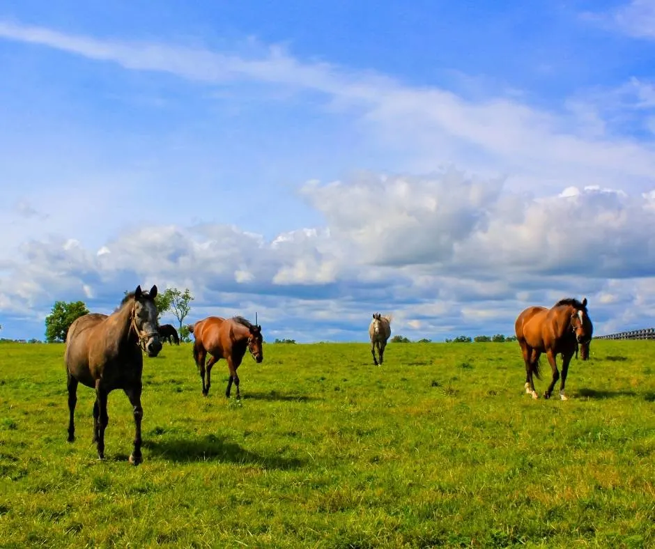 some of the best thigns to do in Kentucky with kids involve horses