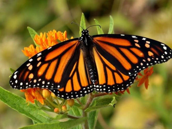 Best Places to See Monarch Butterflies in California