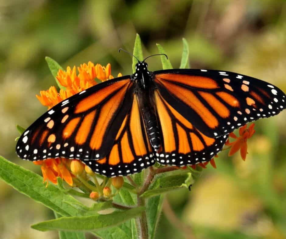 The 13 Best Places to see Monarch Butterflies in California
