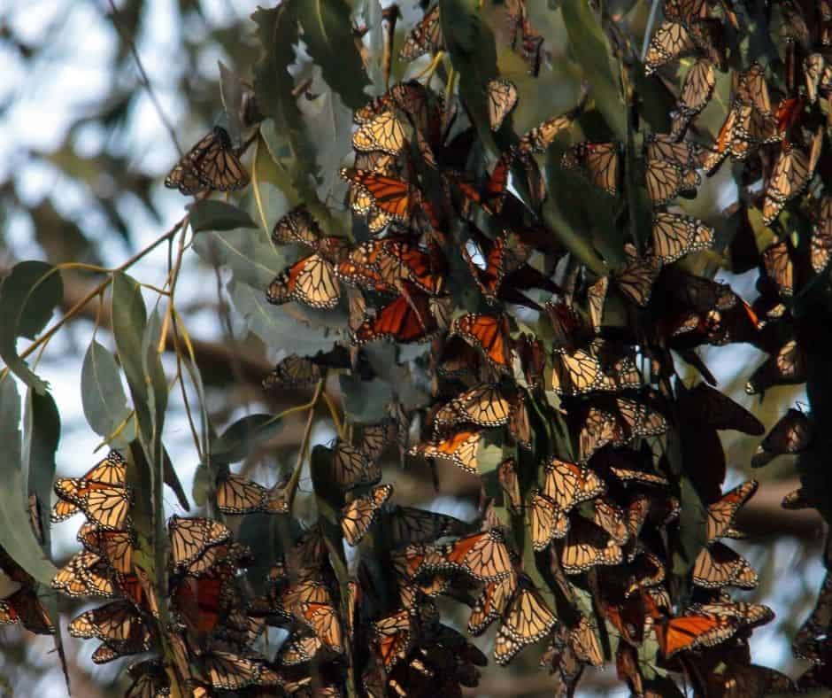 Best places to see Monarch butterflies in California