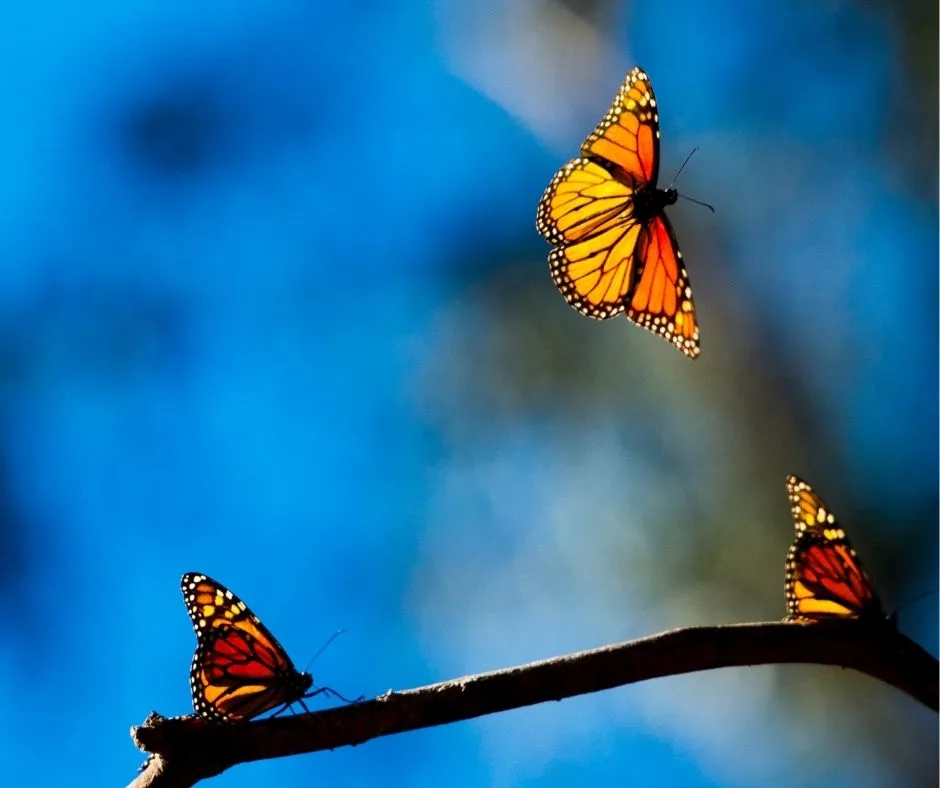 Monarch butterflies migrate through Iowa - Iowa Natural Heritage