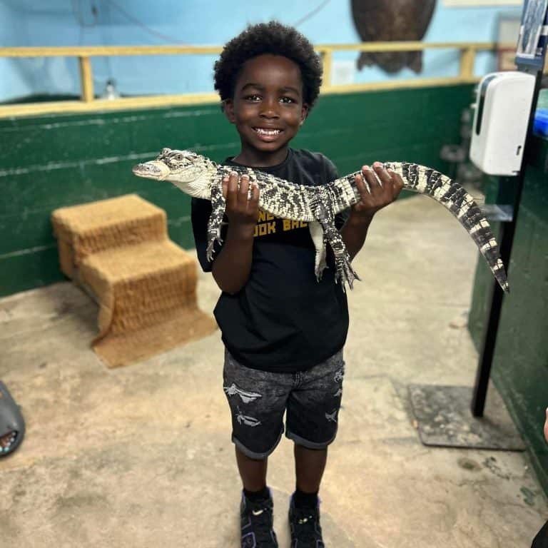 38 Great Things to do in Arkansas with Kids on a Family Vacation 26 Arkansas Alligator Farm and Petting Zoo