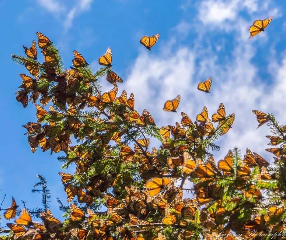 The 13 Best Places to see Monarch Butterflies in California