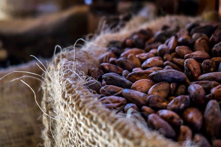 Cacao seeds