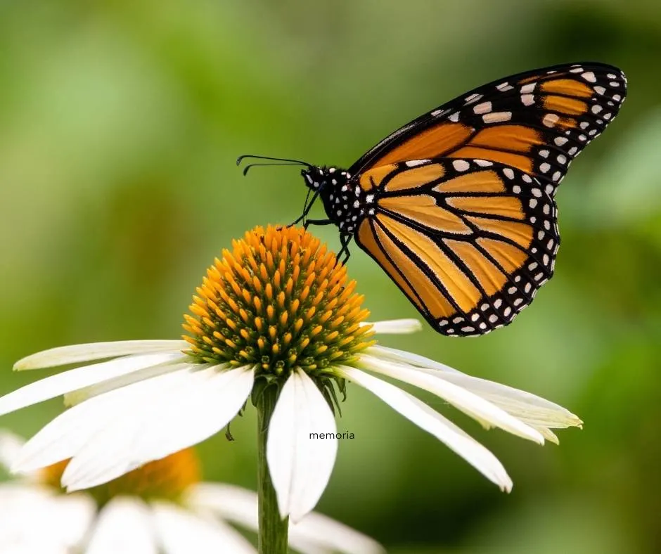 You can see Monarch Butterflies near Morro Bay